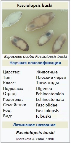 Биологическая систематика Fasciolopsis buski