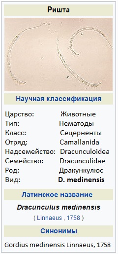 Биологическая систематика Dracunculus medinensis