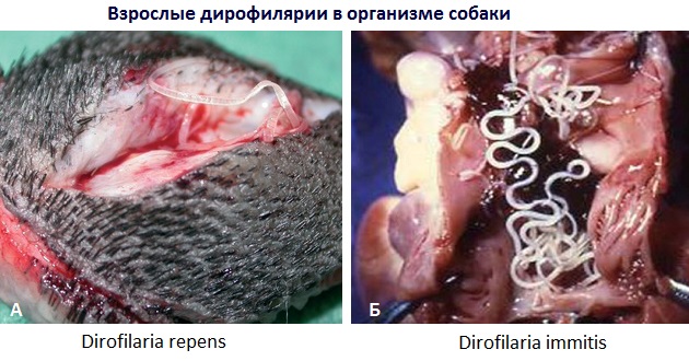 Взрослые черви в организме собаки при кожном и сердечном дирофиляриозе