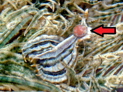 Мизосомида на морской лилии