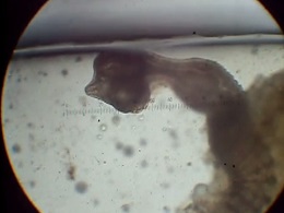 Amoebotaenia cuneata