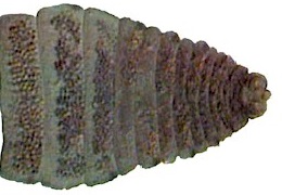 Amoebotaenia cuneata