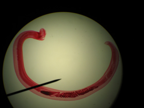 Ancylostoma caninum