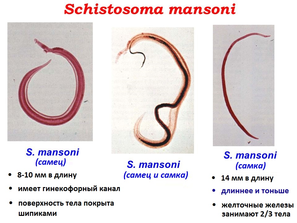 Морфология шистосомы Мансони